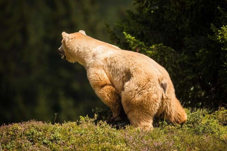 The last circus bear in Serbia is saved and brought to Swiss sanctuary