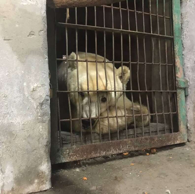 The last circus bear in Serbia is saved and brought to Swiss sanctuary