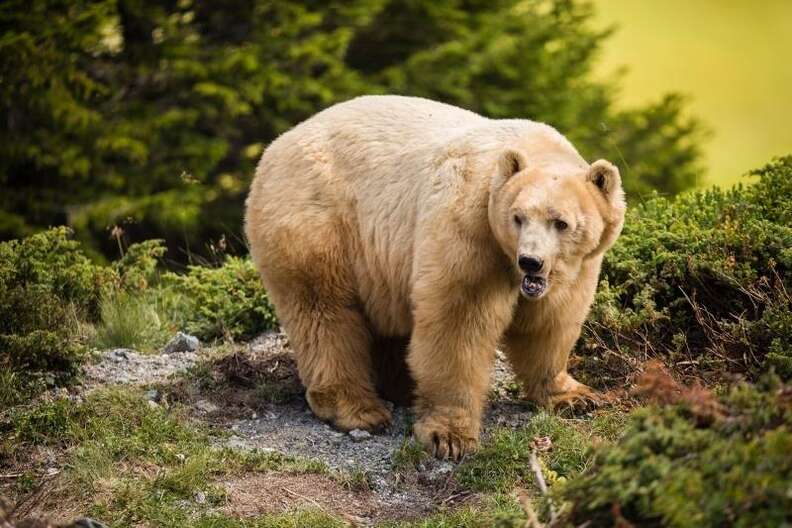 The last circus bear in Serbia is saved and brought to Swiss sanctuary