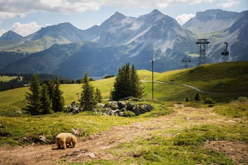 The last circus bear in Serbia is saved and brought to Swiss sanctuary