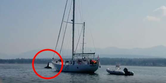 Wild orca swimming away from the boat
