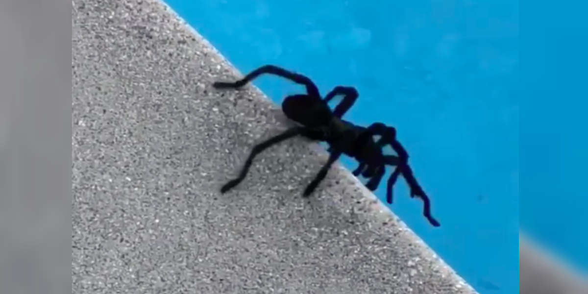 Nicole (name) visual data 8