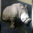 rhino rescue south africa