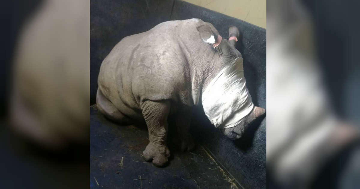 Baby Rhino Cries Out For Mom Killed By Poachers The Dodo