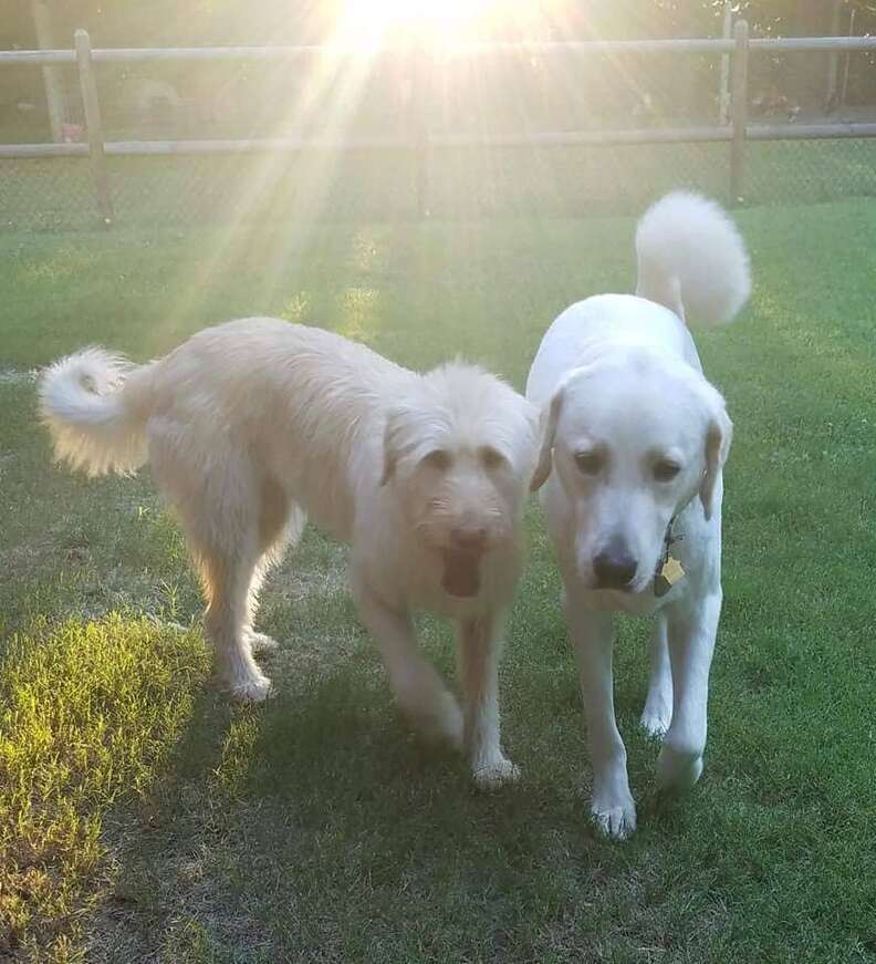 White dogs walking around yard together