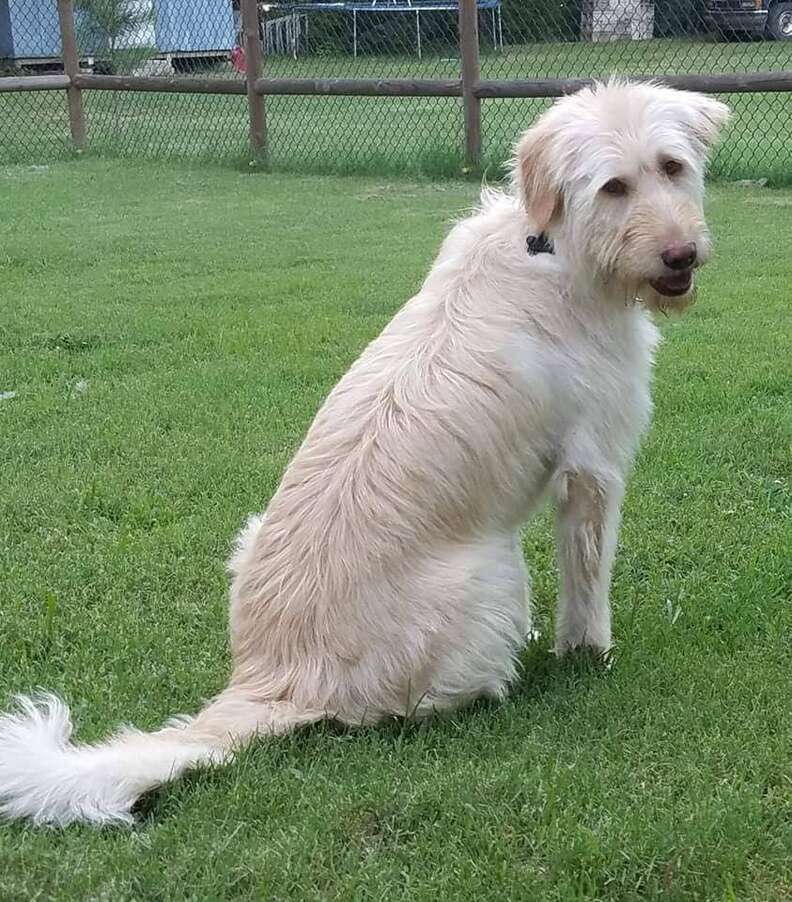 White dog sitting on grass