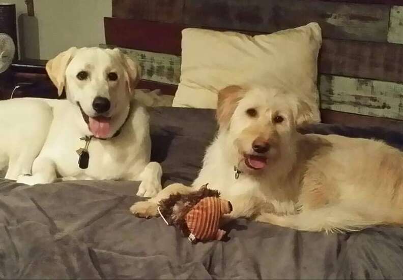 Two dogs lying on bed together