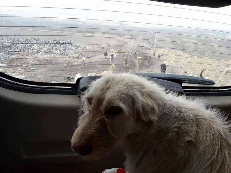 Dog being driven away from landfill