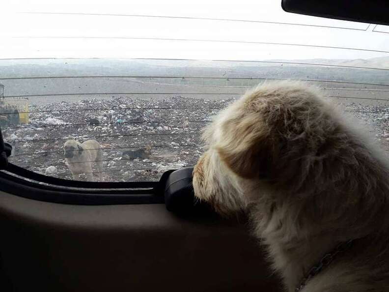 Dog being driven away from landfill