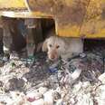 Stray dog hiding in garbage dump