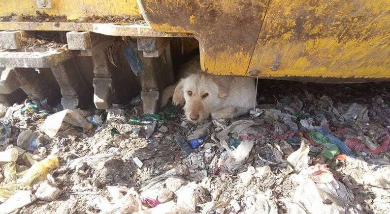 Dog living in garbage dump