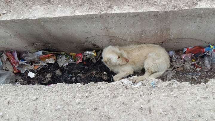 Dog hiding in landfill