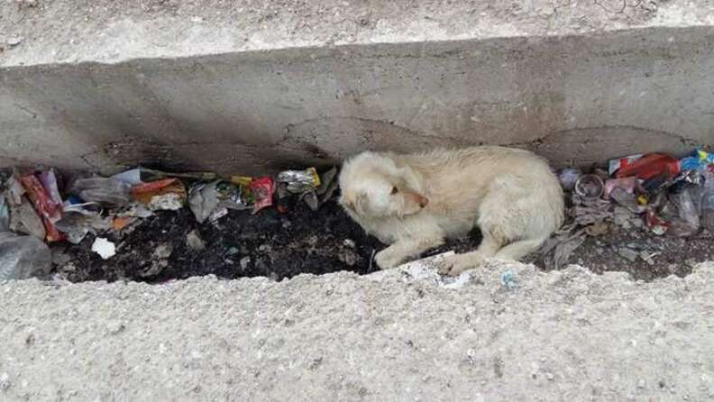 Dog Rescued Three Times From Turkish Landfill The Dodo