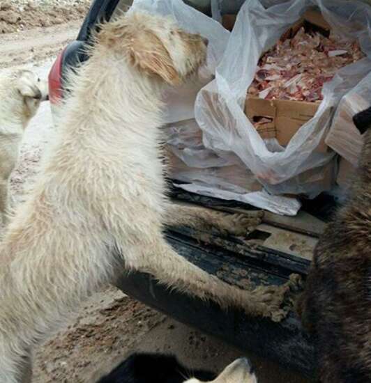 Stray dog looking at boxes of food