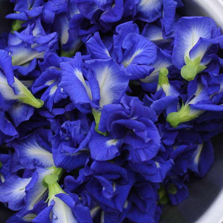 Photos Of Blue Color Flowers | Best Flower Site