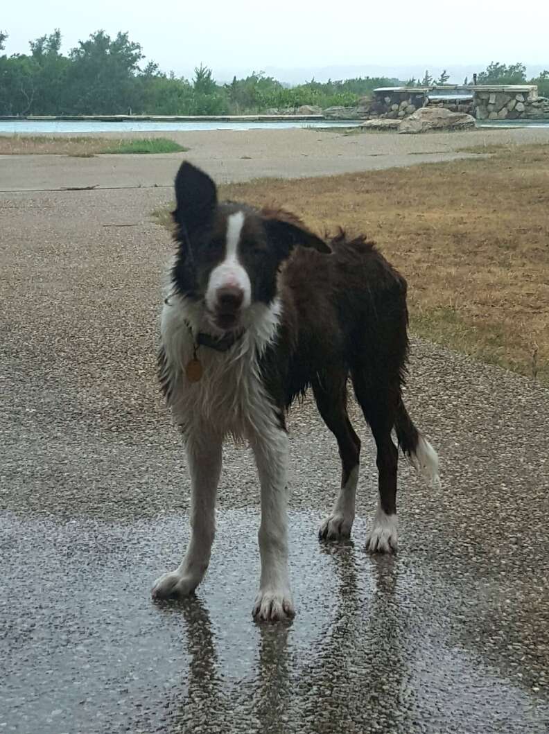 Baloo, a border collie, keeps cool in Lake Dallas, Texas