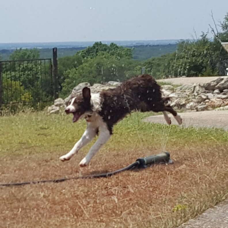 Baloo plays with the sprinkler