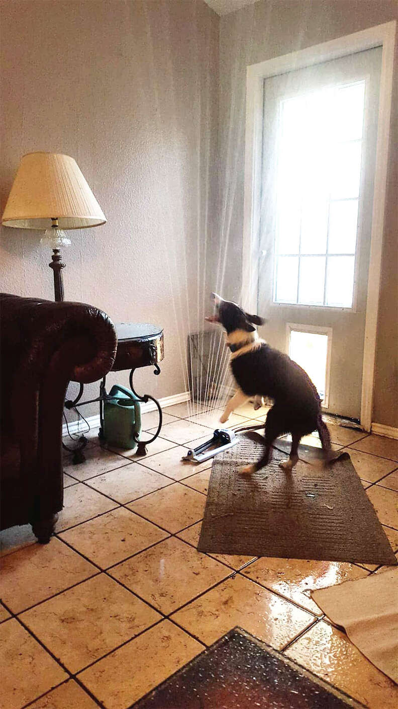 Baloo the dog drags a sprinkler inside his house