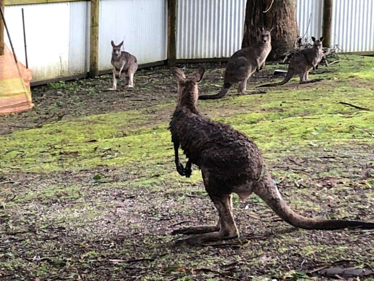 Wild kangaroo who broke into Victoria, Australia, home at rescue center