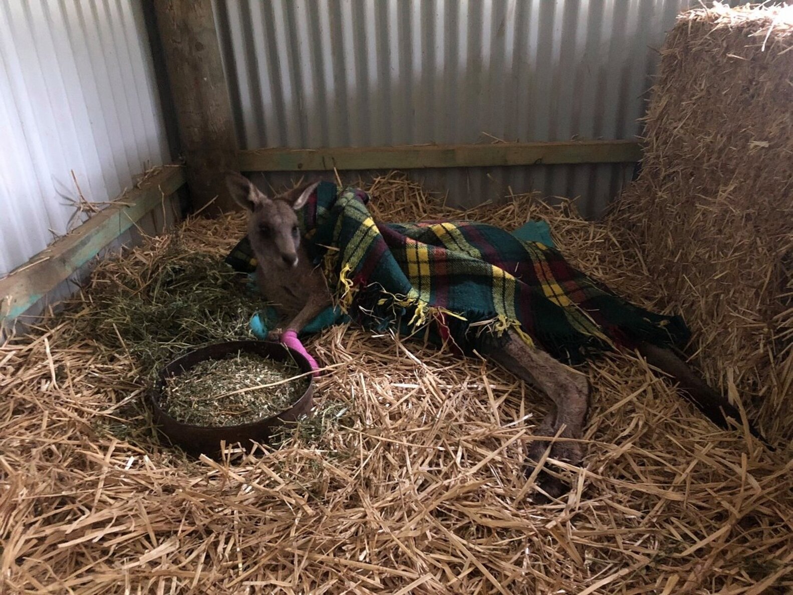 Australian Family Finds Stressed-Out Wild Kangaroo Inside Their House ...
