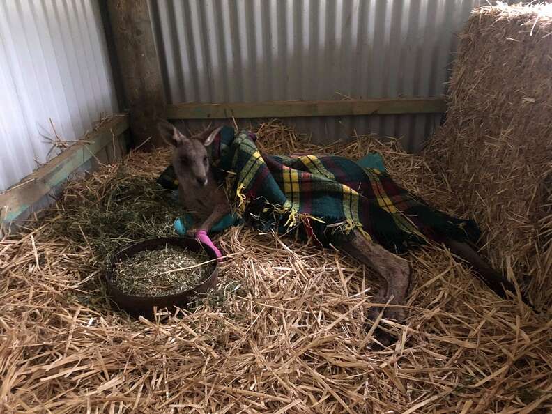 Wild kangaroo who broke into Victoria, Australia, home