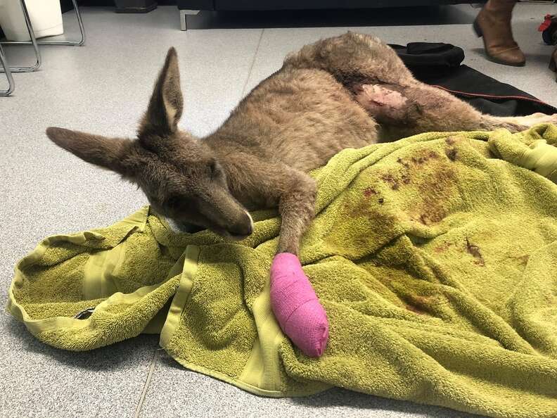 Wild kangaroo with pink cast who broke into Victoria, Australia, home