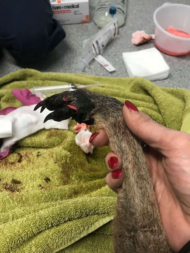 Veterinarian treating wild kangaroo who broke into Victoria, Australia, home