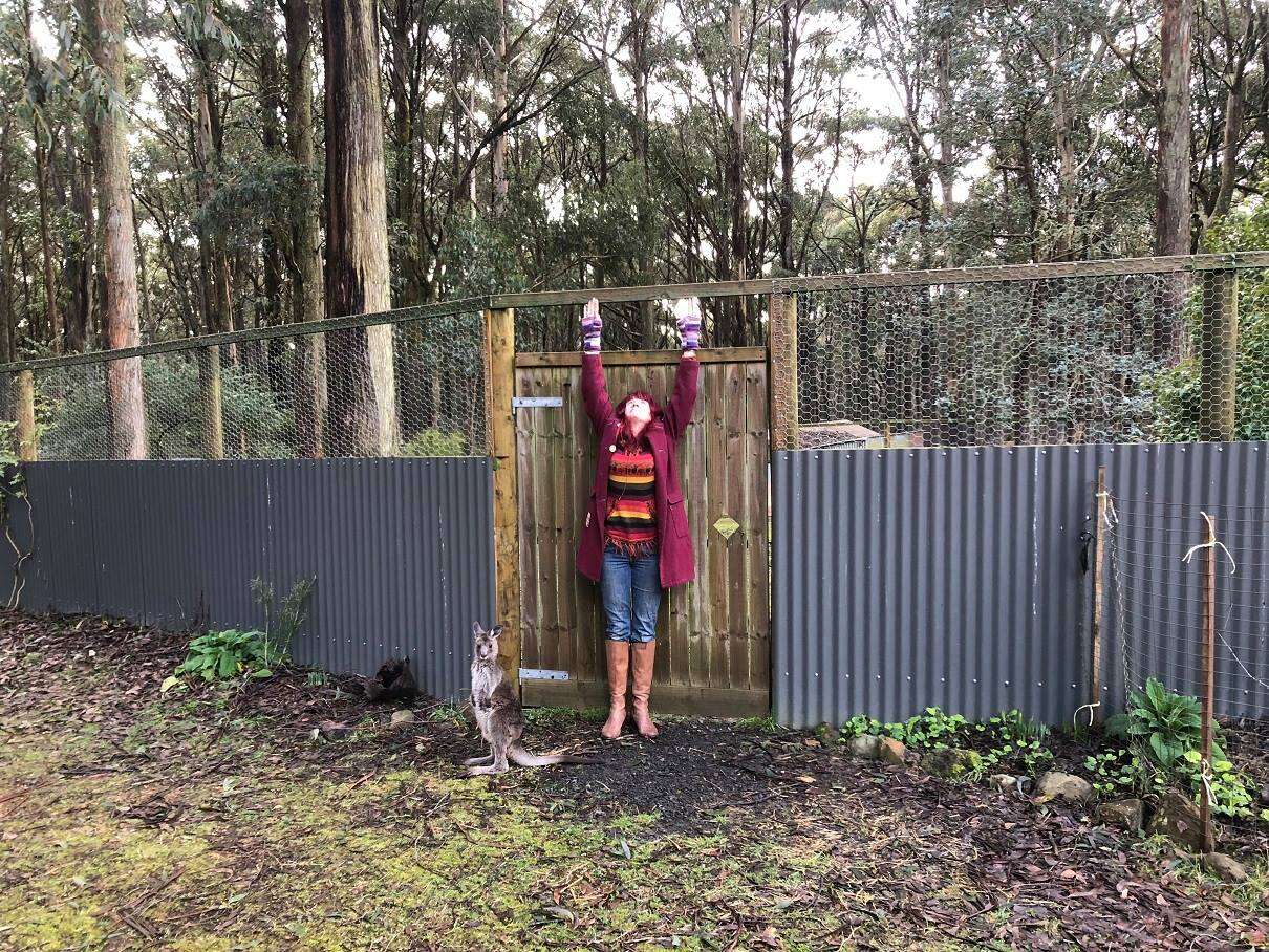 Enclosure escaped by wild kangaroo who broke into Victoria, Australia, home