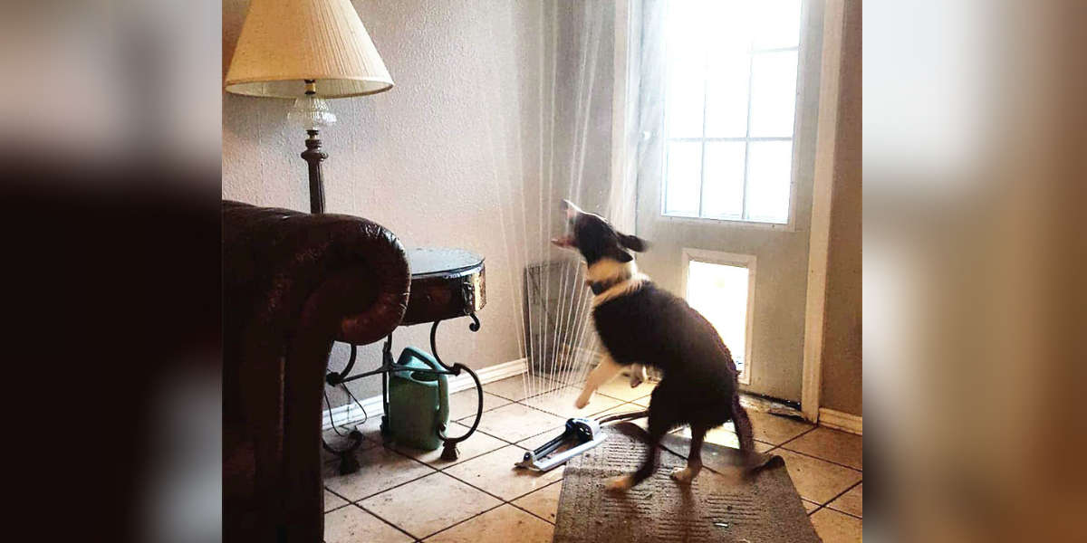 Dog Drags Sprinkler Inside To Beat Summer Heat Wave The Dodo