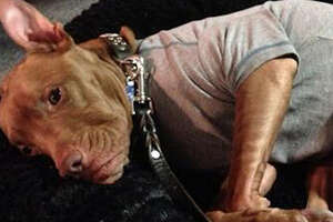 Pit Bull Somehow Always Knows When People Need His Help