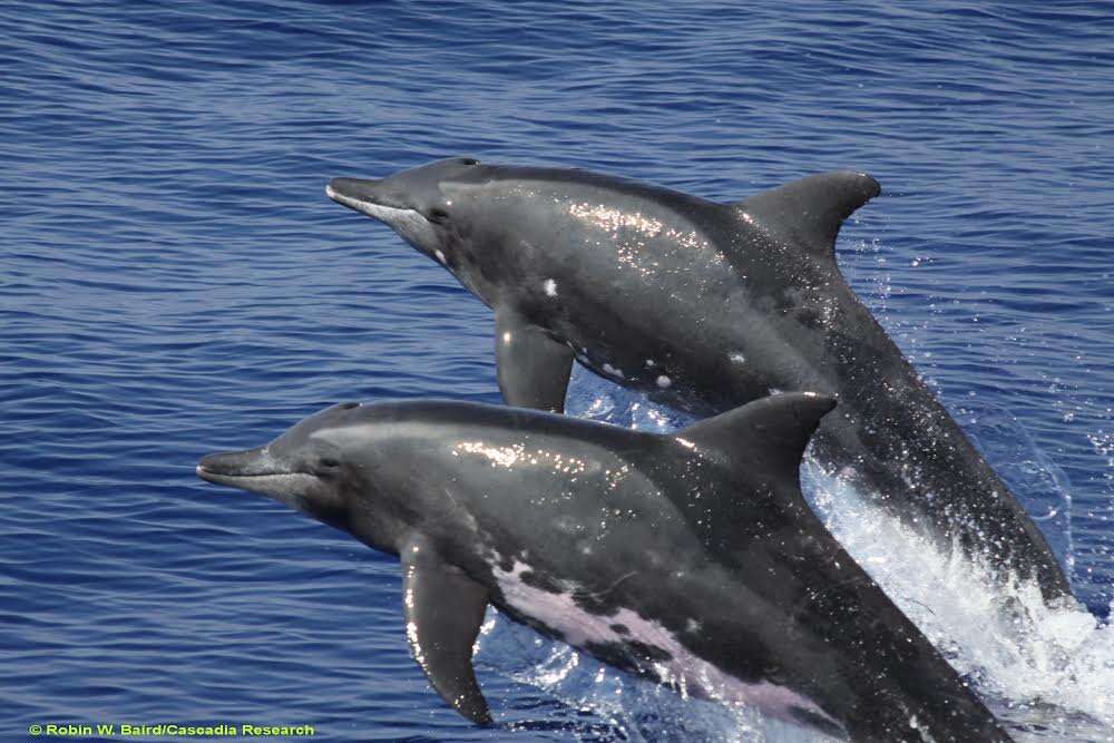 Rough-toothed dolphins jumping out of the water