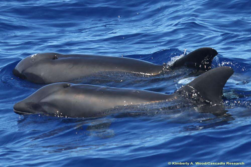 Whale and hybrid whale-dolphin swimming together