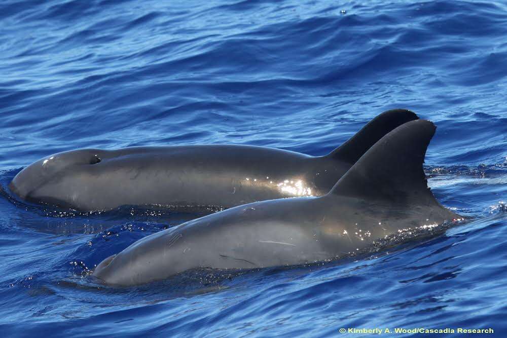 Whale and dolphin-whale hybrid swimming together in the ocean