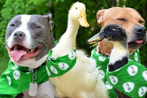 Pit Bulls Teach Their Duckling Siblings How To Play Gently