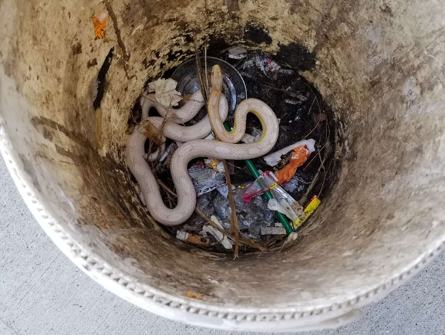 snake found in dumpster 