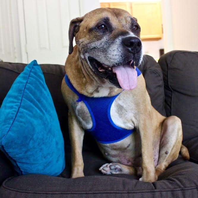Senior dog sitting on couch