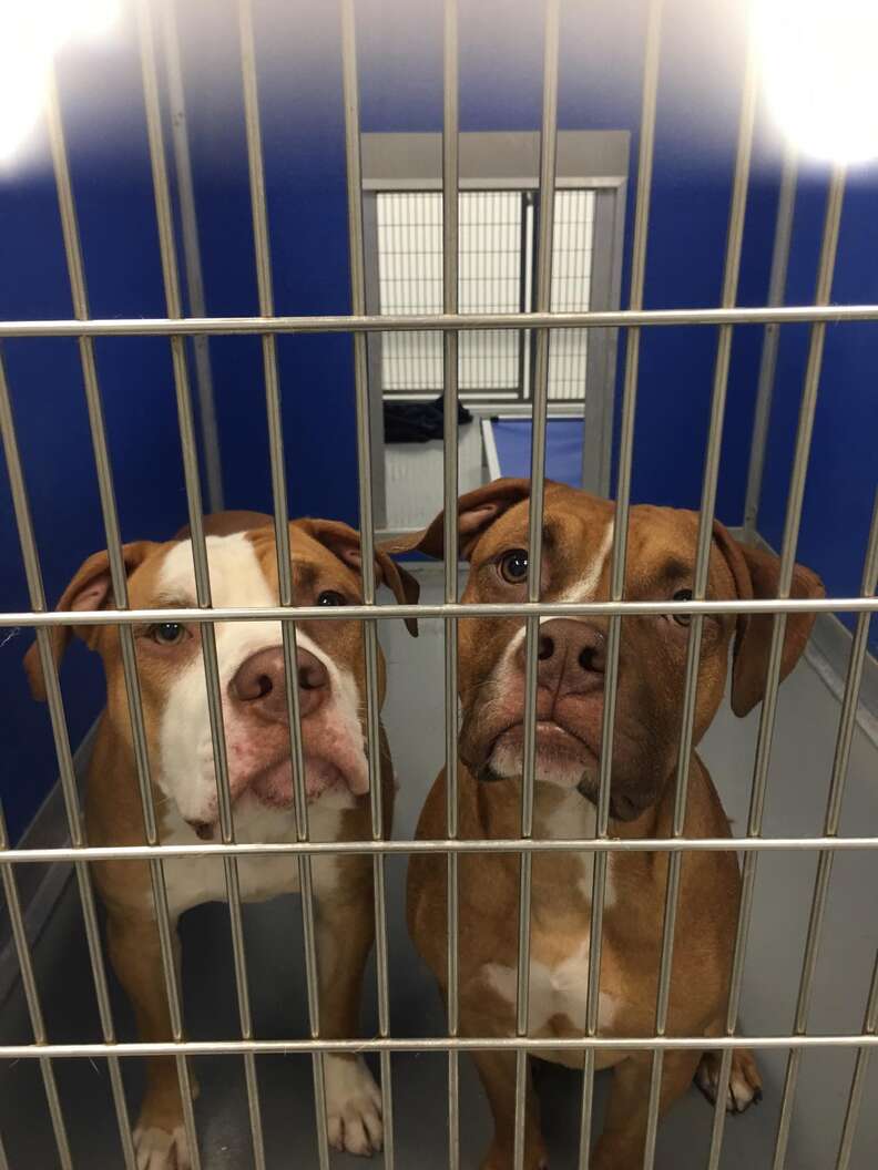 pit bull brothers