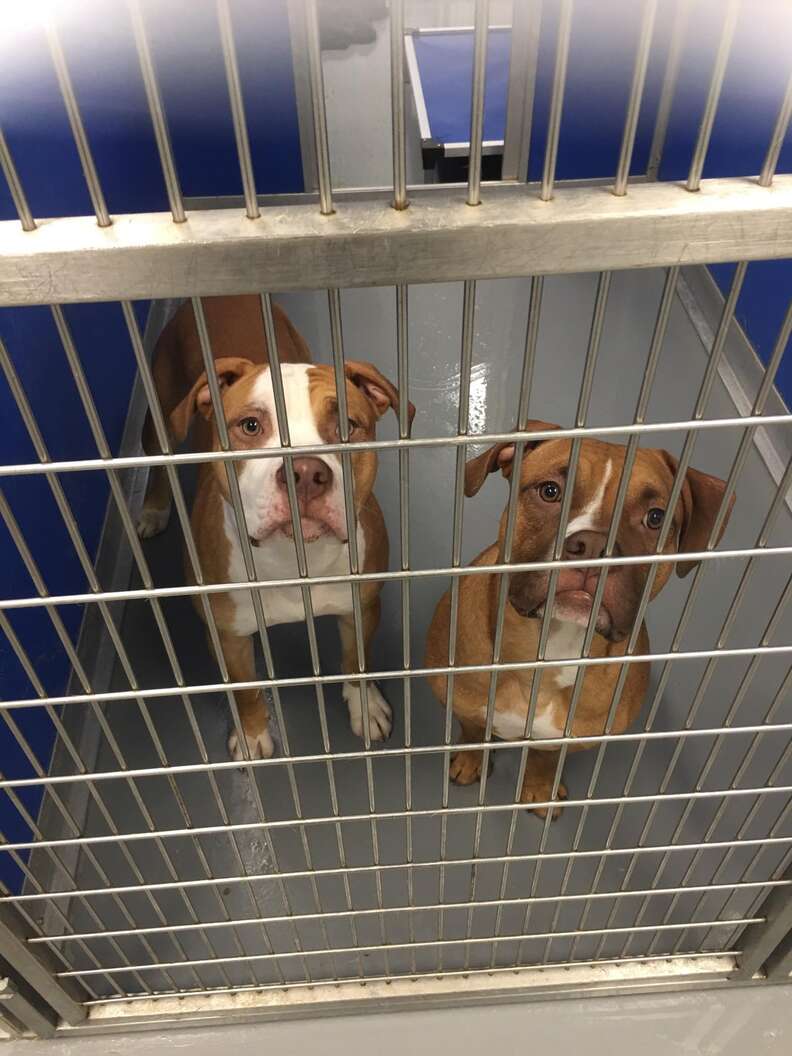 pit bull brothers