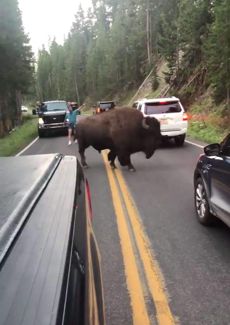 A buffalo on the road in Yellowstone National Park