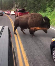 Buffalo spares mans life at Yellowstone National Park
