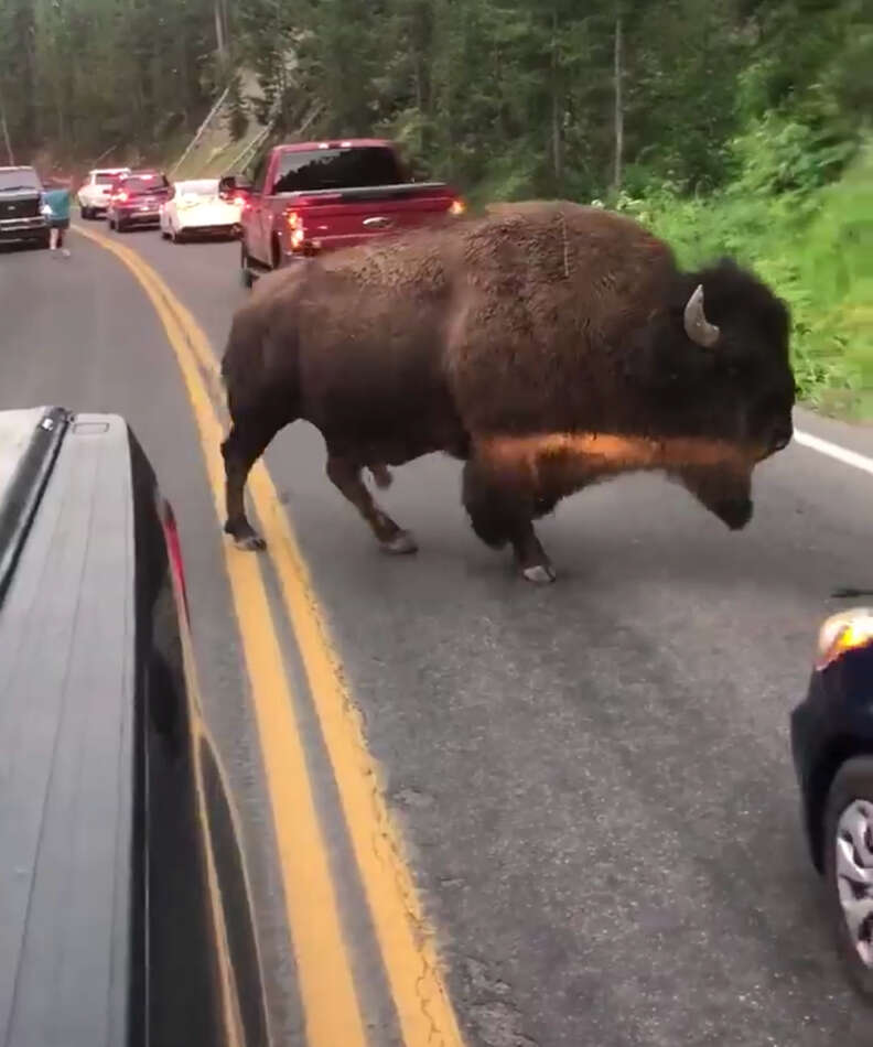 Buffalo spares mans life at Yellowstone National Park