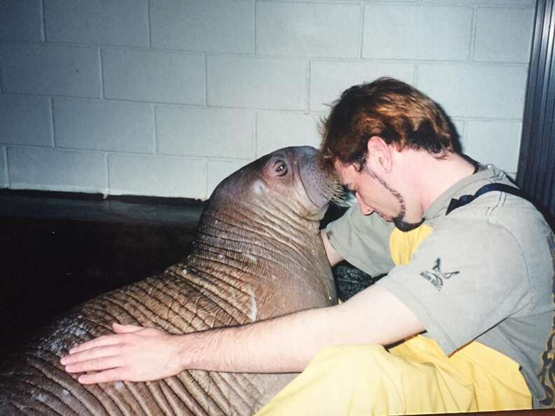Man cuddling with captive walrus