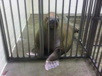 Smooshi the walrus in a backstage cage