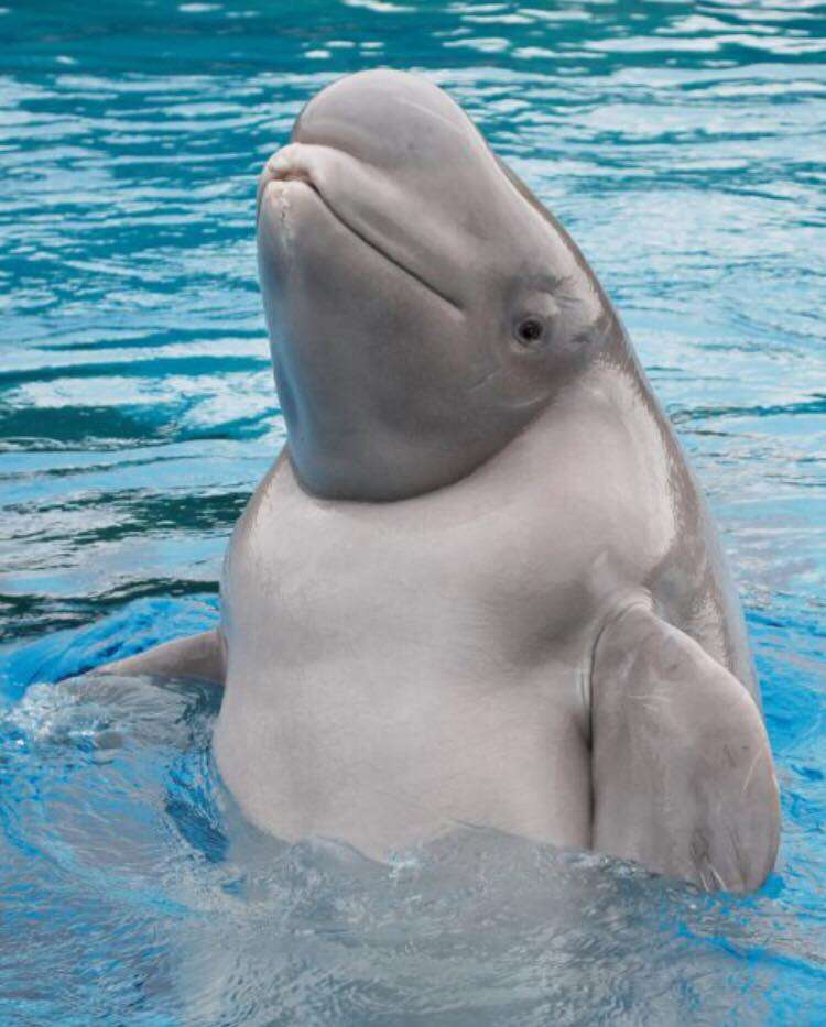 Captive beluga inside pool