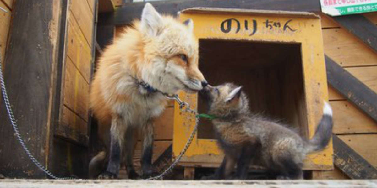 Fox Village In Japan Is Not As Cute As It Seems The Dodo