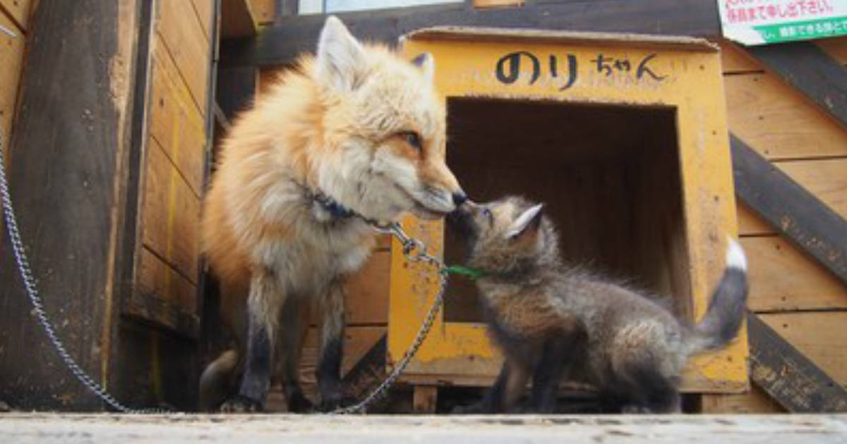 baby red fox pet