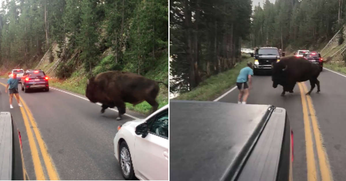 Man Taunts Yellowstone Buffalo And Realizes He's Made A Big Mistake
