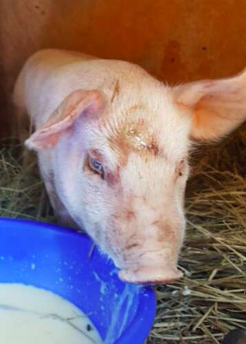 pig rescue piglet colorado