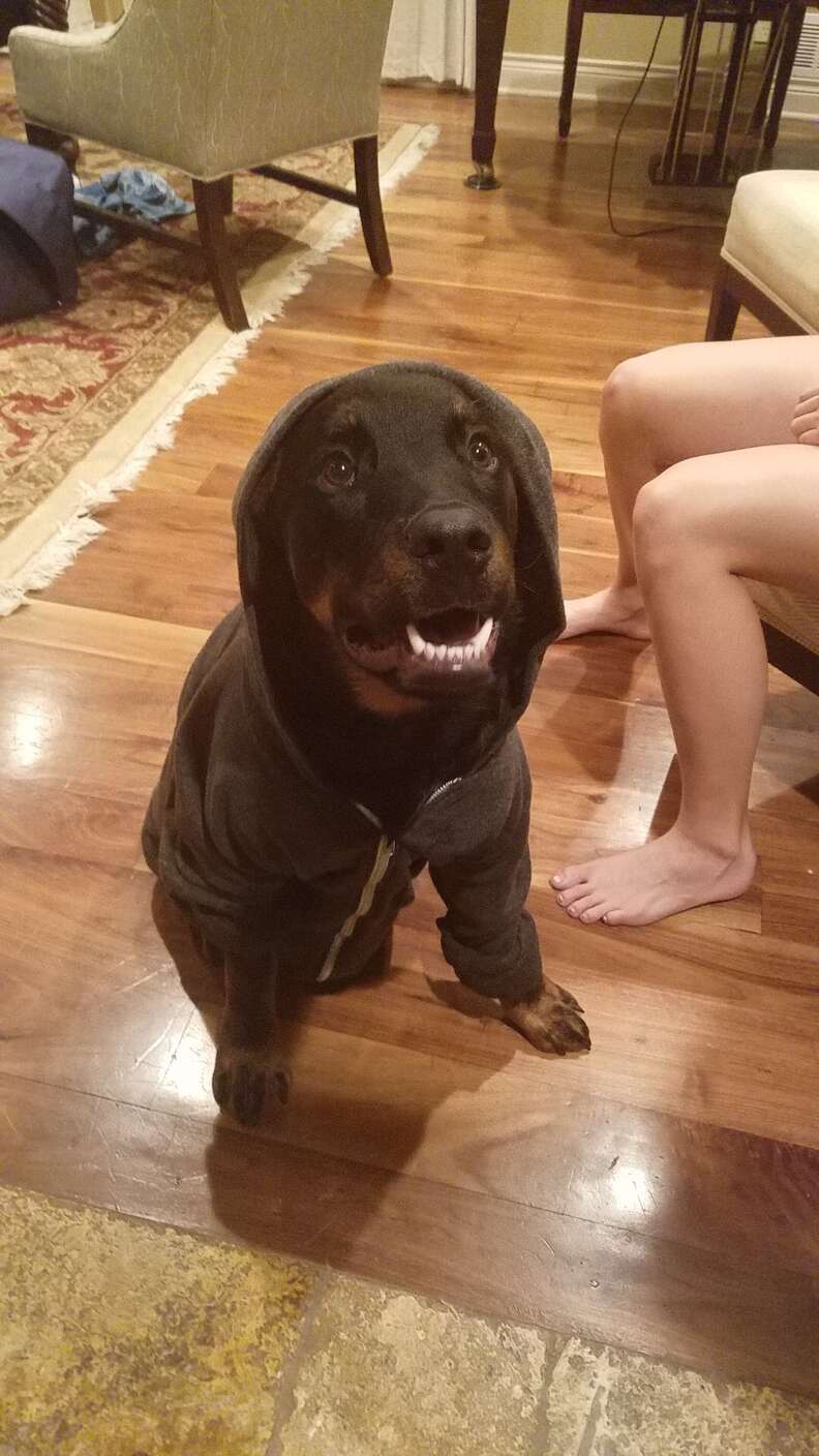 Dog wearing sweatshirt