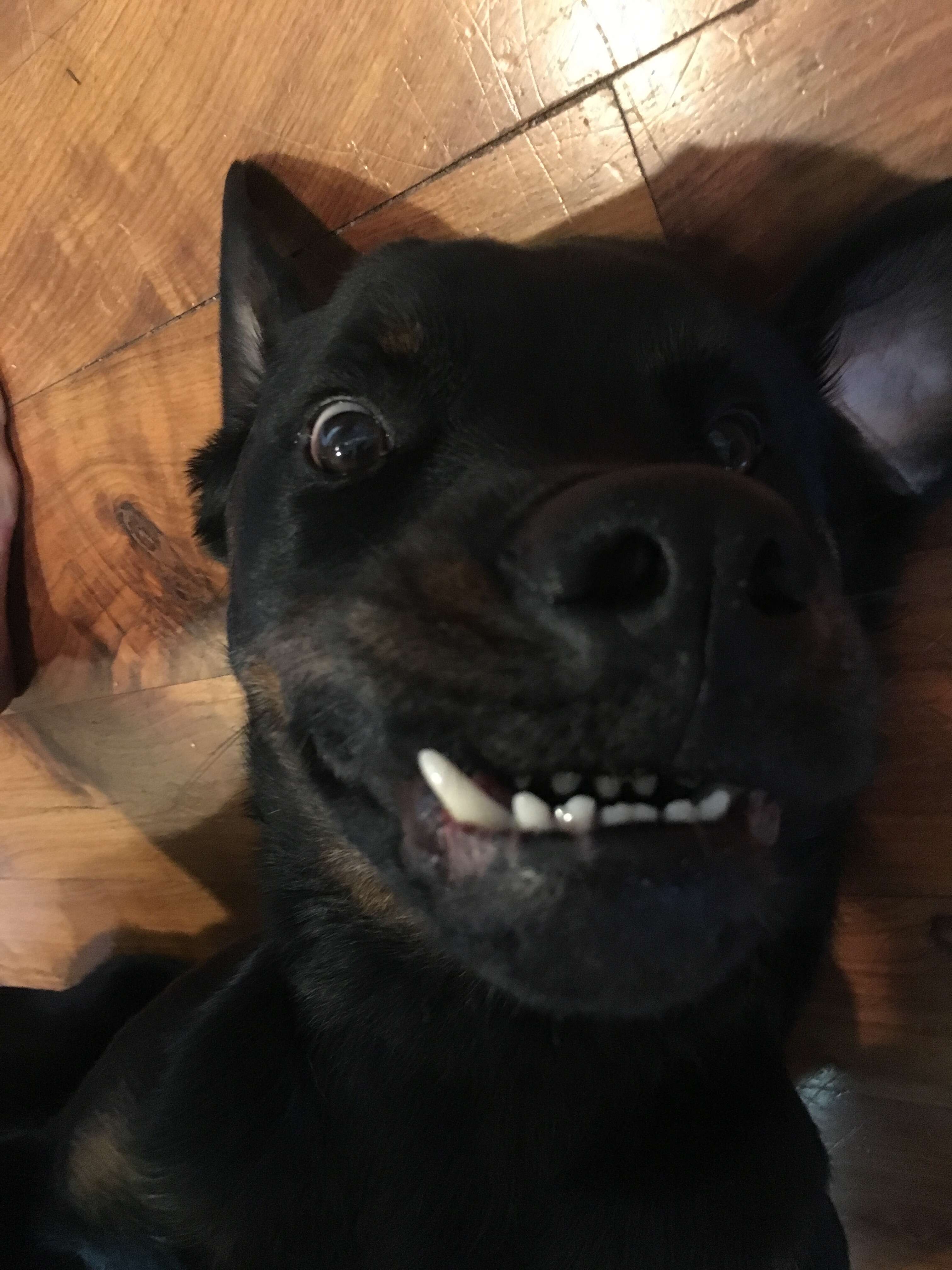 Dog with pronounced underbite lying on floor